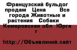 Французский бульдог продам › Цена ­ 1 - Все города Животные и растения » Собаки   . Кемеровская обл.,Юрга г.